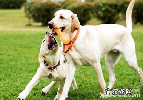 这两个方面对你说怎样挑到合自身性情的小狗