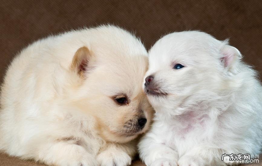 小狗领回家了前不能不知道的五件事儿