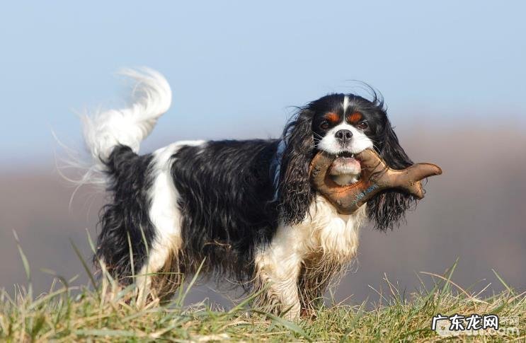 给小狗选择小玩具必须留意的事儿都有哪些？