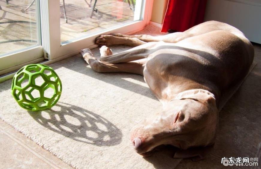 给小狗选择小玩具必须留意的事儿都有哪些？