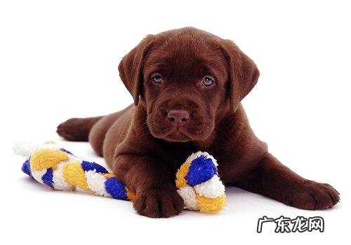 给小狗选择小玩具必须留意的事儿都有哪些？