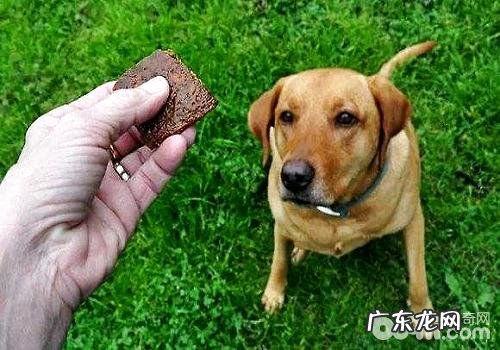 选择小狗食品类时要留意的事儿有什么？