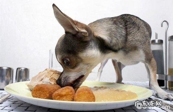 选择小狗食品类时要留意的事儿有什么？