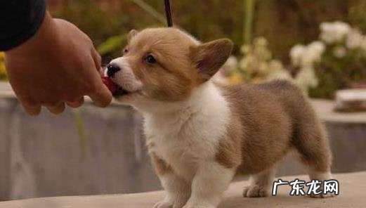 不一样阶段的小狗都应当怎样饲养?