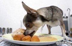 如何在家里轻轻松松给小狗做自制狗粮