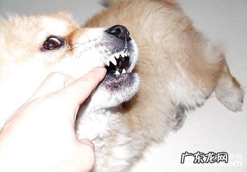 幼狗换牙齿期内应当如何医护?