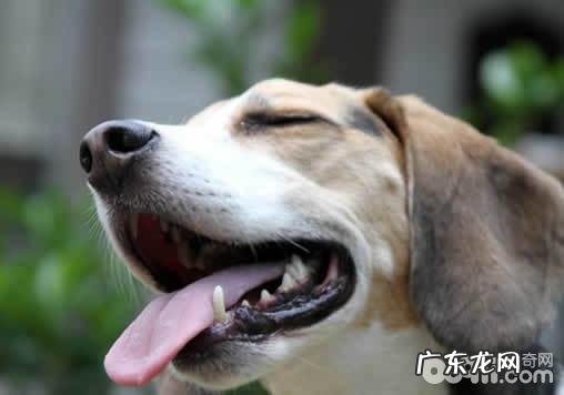 幼狗换牙齿期内应当如何医护?