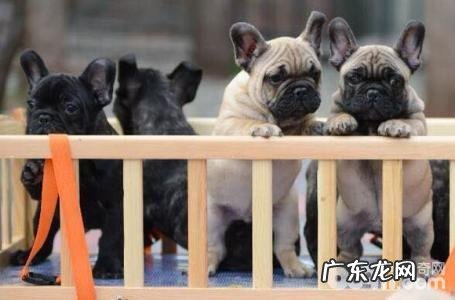 法国斗牛犬的尴尬期和暴头期是啥?