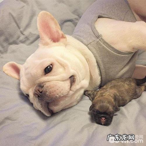 法国斗牛犬的尴尬期和暴头期是啥?