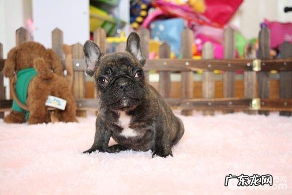 法国斗牛犬的尴尬期和暴头期是啥?