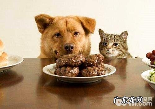 狗狗挑食能够根据什么方式来改正?