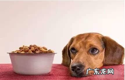 狗狗挑食能够根据什么方式来改正?