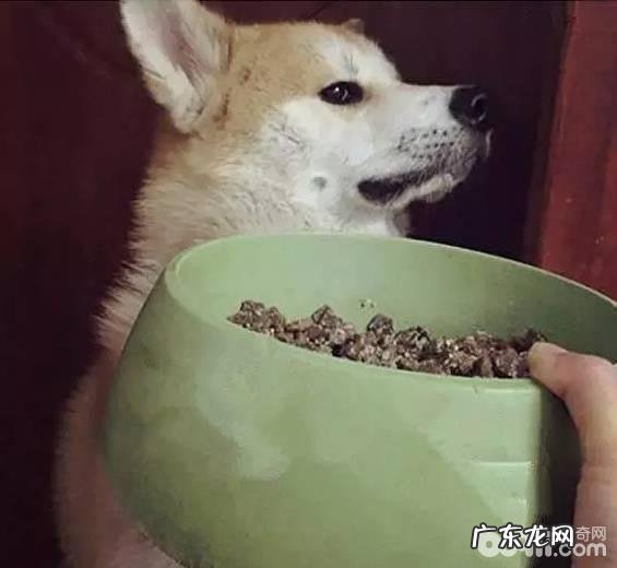 狗狗挑食能够根据什么方式来改正?