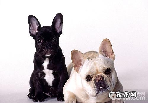 喂养法斗幼犬必须留意的地区都有哪些?