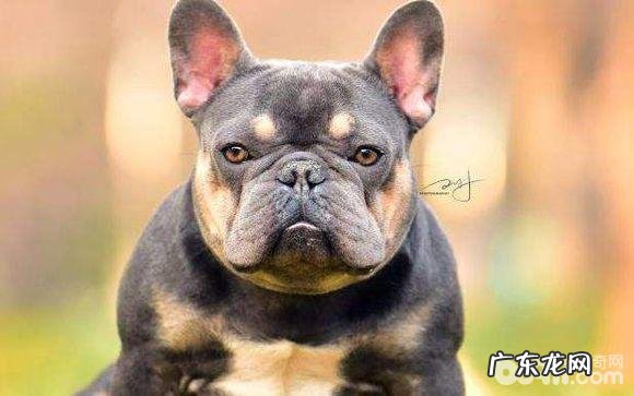 喂养法斗幼犬必须留意的地区都有哪些?