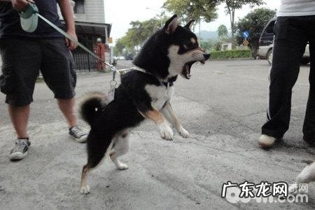 这好多个小狗身体语言小宠物主不能不知道