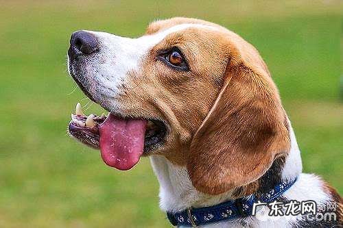 刚接回家了的小狗应当怎样医护?