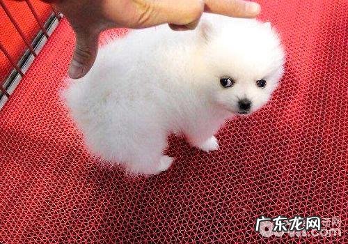 刚接回家了的小狗应当怎样医护?