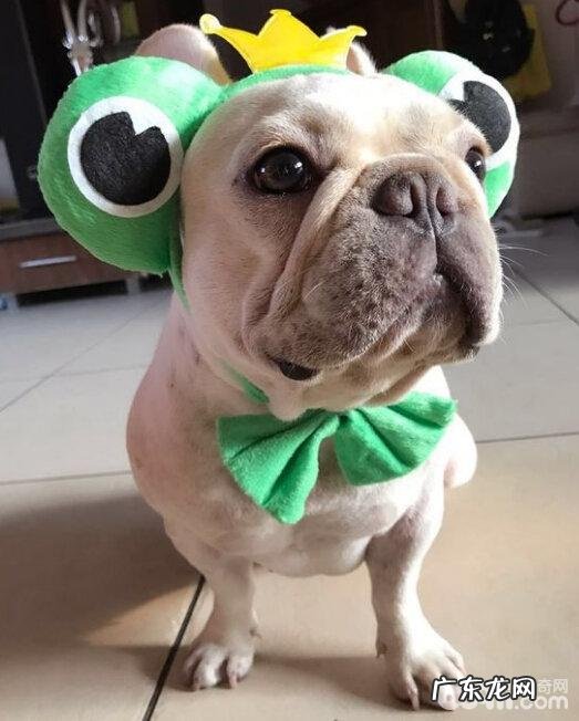 刚接回家了的小狗应当怎样医护?