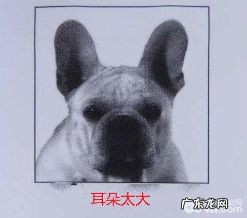 在网上购买法斗必须留意的难题都有哪些？