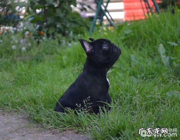 在网上购买法斗必须留意的难题都有哪些？