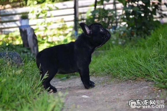 在网上购买法斗必须留意的难题都有哪些？