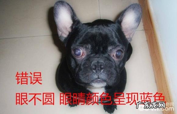 在网上购买法斗必须留意的难题都有哪些？