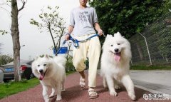 遛猫遛狗必须留意的事儿都有哪些？