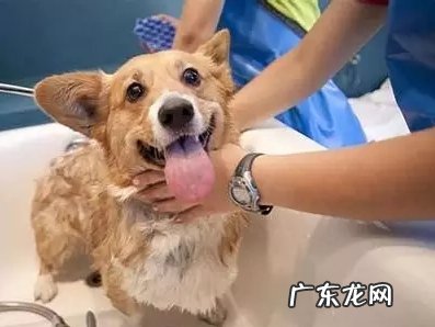 小狗讨厌冼澡该怎么办 小狗洗澡八大流程让小狗爱上冼澡