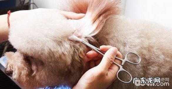 狗狗美容必须的专用工具都有哪些?