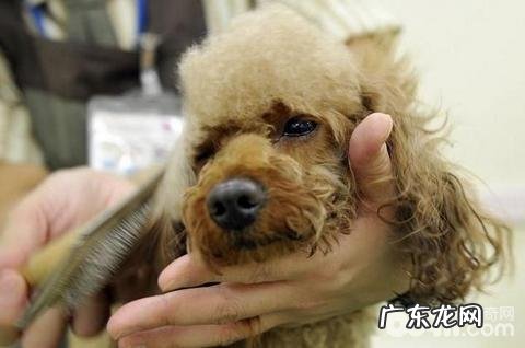 狗狗美容必须的专用工具都有哪些?