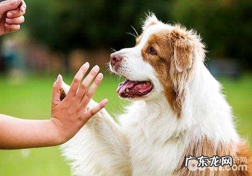 为何家里的小狗没将你当主人家?