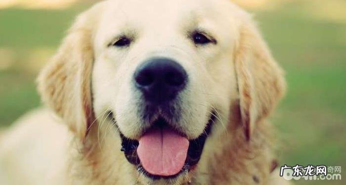 怎样改正小狗叫个不停的这类个人行为?