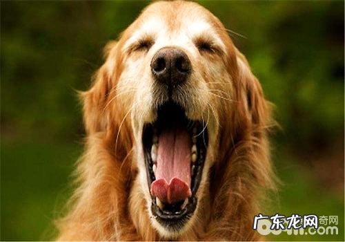 怎样改正小狗叫个不停的这类个人行为?