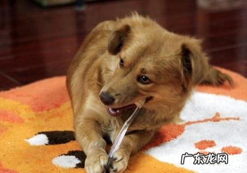 如何帮小狗刷牙漱口 小狗刷牙漱口不配合该怎么办