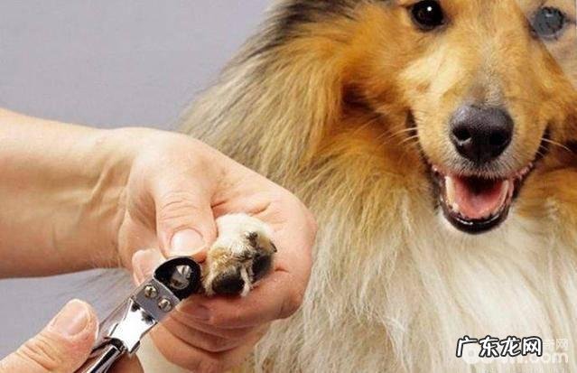 日常必须给小狗医护的位置都是有哪些?