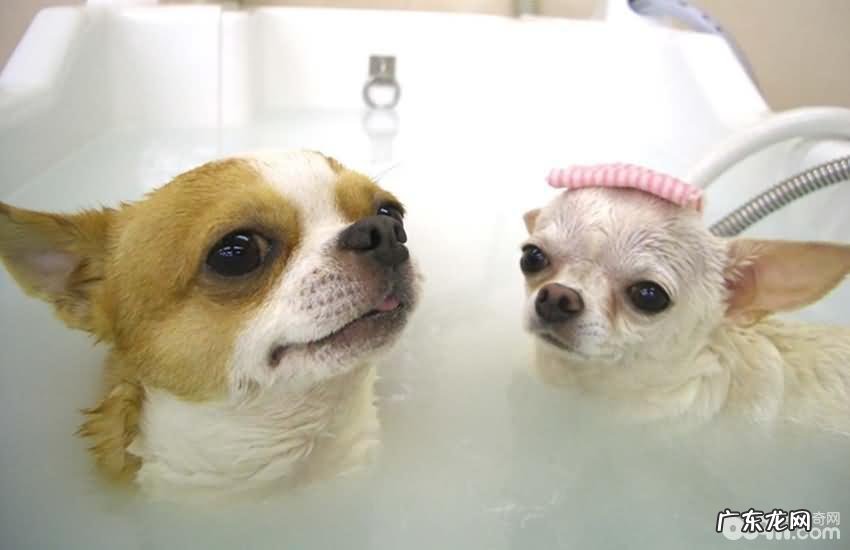 给小狗染毛必须留意的事儿都有哪些？