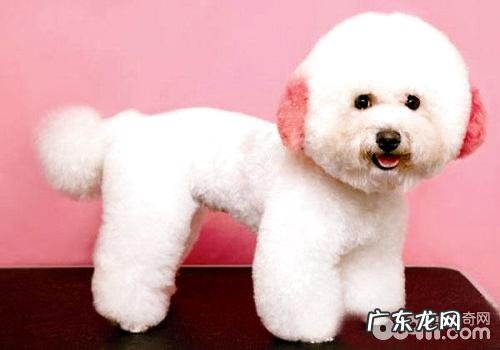 给小狗染毛必须留意的事儿都有哪些？