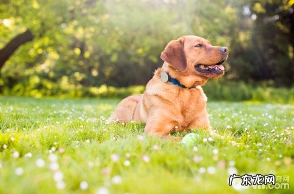 怎样亲自动手给小狗制做颈圈？