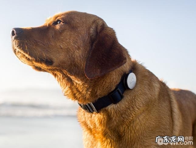 怎样亲自动手给小狗制做颈圈？