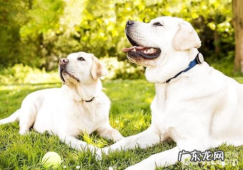 怎样亲自动手给小狗制做颈圈？