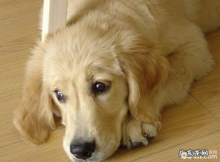 秋冬季两个季节医护小狗的方式都有哪些？