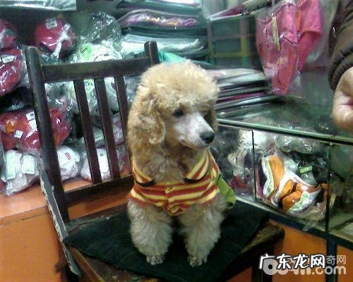 秋冬季两个季节医护小狗的方式都有哪些？