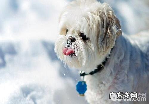 秋冬季两个季节医护小狗的方式都有哪些?