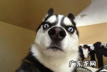 造成金毛干瘦长得慢的缘故有什么?