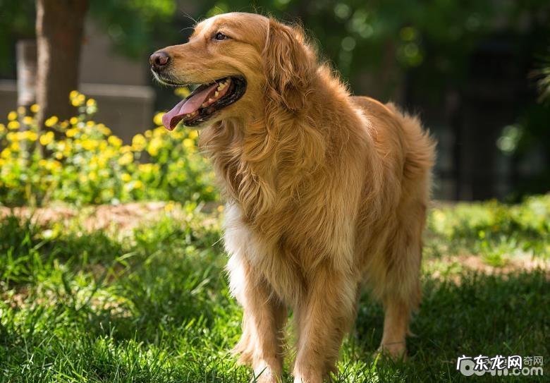 让金毛狗狗迅速长胖的饲养方式
