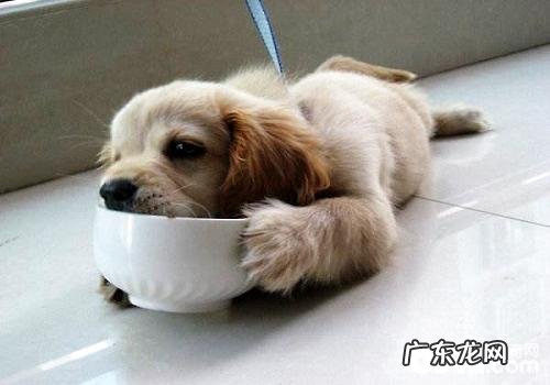 让金毛狗狗迅速长胖的饲养方式