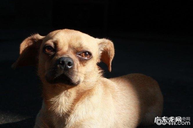 小狗双眼如何医护 小狗眼睛护理方式