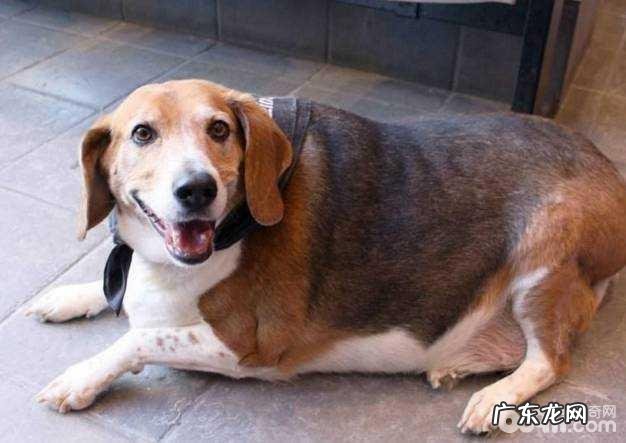 小狗太胖怎么办 小狗怎么能瘦出来