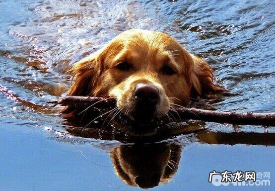 小狗游水的常见问题都有哪些?